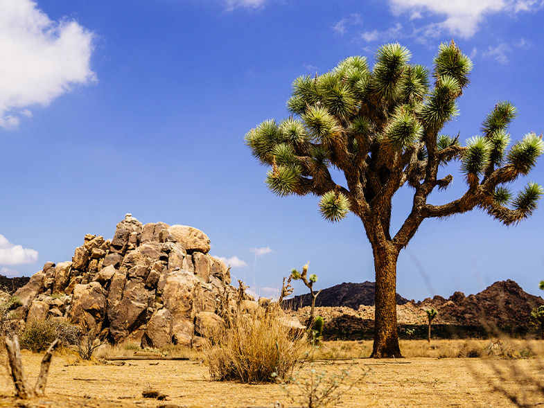 Morongo Valley